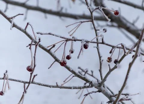 Branches of red bright rowan covered with first snow Stock Photos