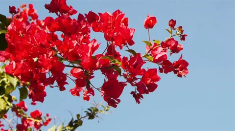Branches of red delonix on sky background Stock Footage 34191545