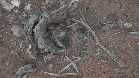 Branches in the red desert sand Video stock 106411701