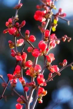 Branches with red flowers Free Stock Photos