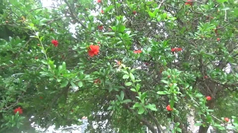 Branches with red flowers swaying in the wind Vídeos de archivo 309365941