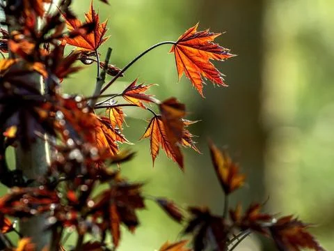 Branches of a red-leaved maple on a background of spring greenery Stock Photos