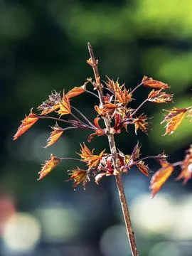 Branches of a red-leaved maple on a background of spring greenery Stock Photos