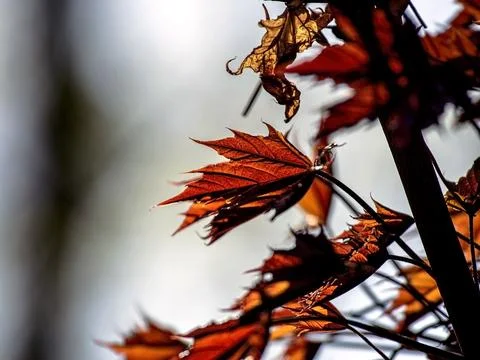 Branches of a red-leaved maple on a background of spring greenery Stock Photos