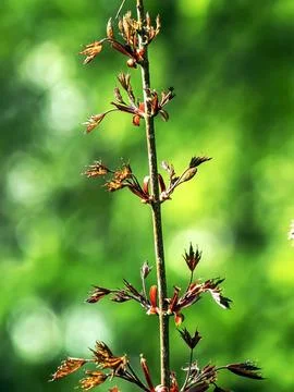 Branches of a red-leaved maple on a background of spring greenery Stock Photos