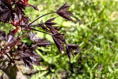 Branches of a red-leaved maple on a background of spring greenery Stock Photos