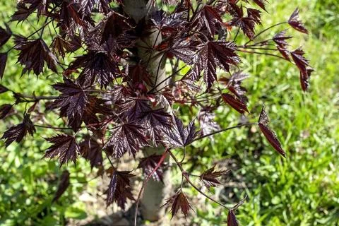 Branches of a red-leaved maple on a background of spring greenery Stock Photos
