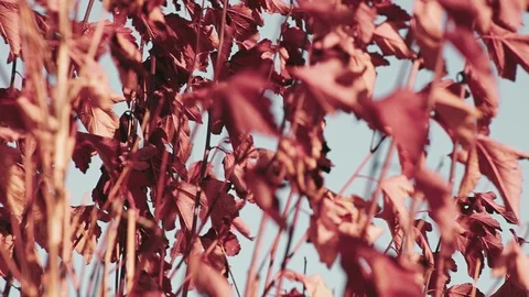 Branches with red leaves stagger in the wind Vidéo 97555058