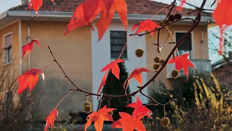 Branches with red maple leaves in autumn framing view of residential house in Stock Footage 324962385
