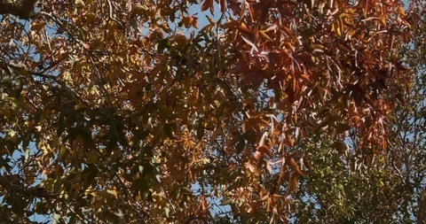 Branches of red maple tree with golden brown leaves in autumn. Dolly left. Stock Footage 118730494