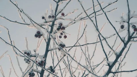 Branches with red paradise apples under frost in winter Video stock 120412525