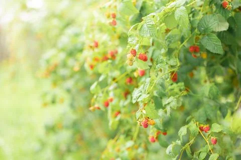 Branches of red raspberry berries ready to harvesting on natural blurry Stock Photos