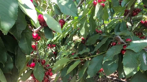 Branches with red, ripe cherry with green leaves sway by wind Stock Footage 197784905