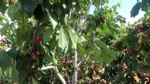 Branches with red, ripe cherry with green leaves sway by wind Stock Footage 197784999