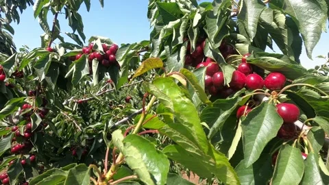 Branches with red, ripe cherry with green leaves sway by wind Stock Footage 197785115