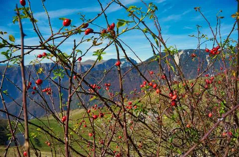Branches with red rose hips Stock Photos