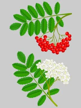 Branches of red rowan with berries and flowers Stock Illustration