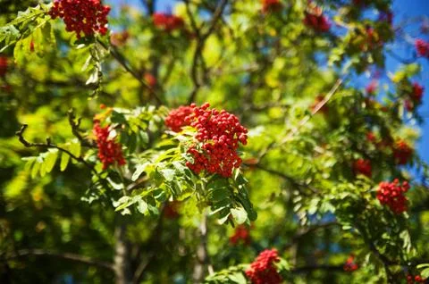 Branches of red rowan. Selective focus. Stock-Fotos