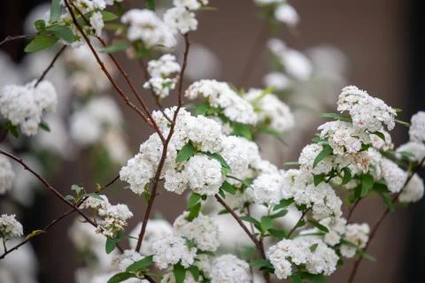 Branches of Reeve's spiraea also known as bridal bush Stock Photos