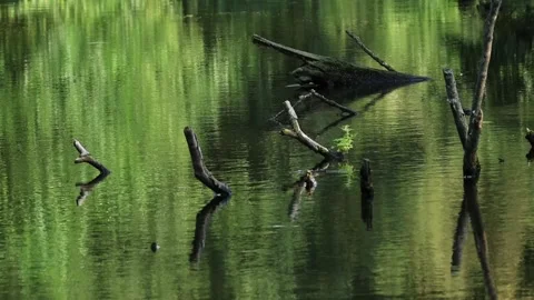 Branches reflected in the calm water Stock Footage 286248844