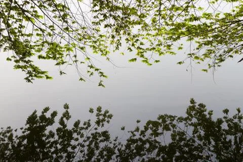 Branches reflected in the water Stock Photos