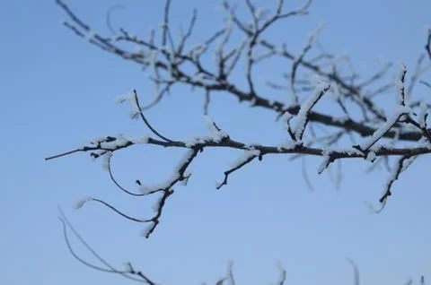 Branches with Rime Stock Photos