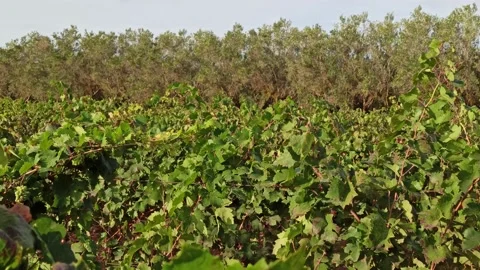 Branches of ripe grapes in the rows in vineyard. Viticulture in Puglia, Italy. Video stock 141666984