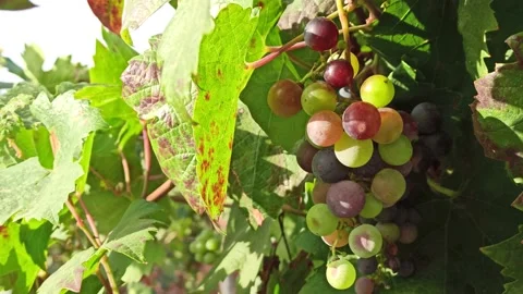 Branches of ripe grapes in the rows in vineyard. Viticulture in Puglia, Italy Stock Footage 141669199