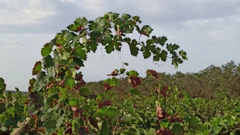 Branches of ripe grapes in the rows in vineyard. Viticulture in Puglia, Italy Stock Footage 141669433