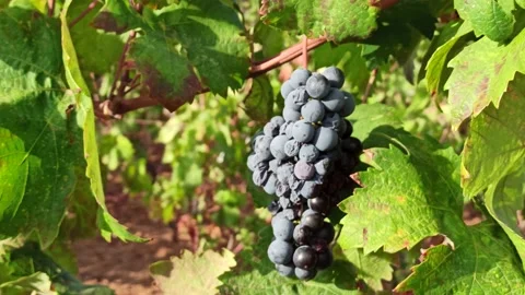 Branches of ripe grapes in the rows in vineyard. Viticulture in Puglia, Italy. Stock Footage 141669436