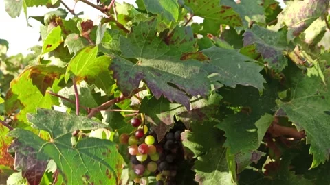 Branches of ripe grapes in the rows in vineyard. Viticulture in Puglia, Italy Stock Footage 141669468