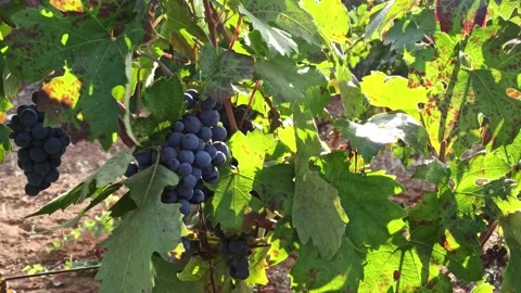 Branches of ripe grapes in the rows in vineyard. Viticulture in Puglia, Italy Stock Footage 141669769