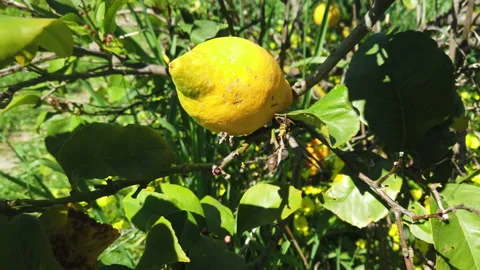Branches with ripe lemons. Lemon tree with ripe lemons Stock Footage 237333473