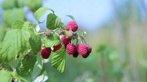 The branches with ripe raspberry berries Stock Footage 79900749