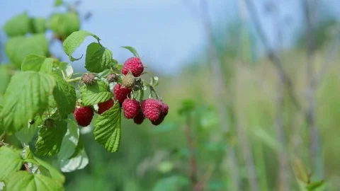The branches with ripe raspberry berries Stock Footage 79900887