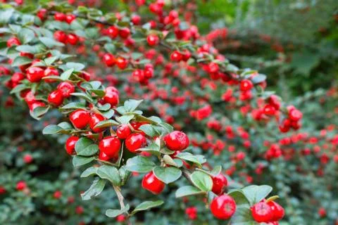 Branches with ripe red cotoneaster berries Stock Photos