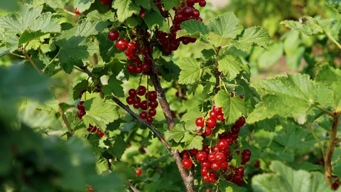 Branches of ripe red currant Stock Footage 114710182