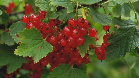 Branches of ripe red currants Ribes rubrum on bush in the garden flutter in the Stock Footage 112832729