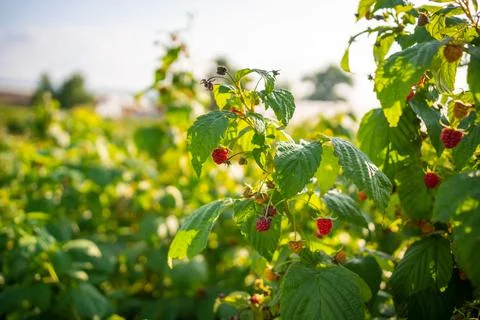 Branches of ripe red juicy raspberry in raspberry self-picking plantation in Stock Photos