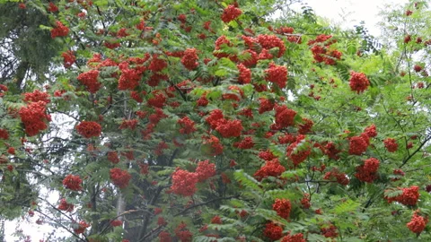 Branches of ripe rowanberries on the tree in the fall Video stock 282202348