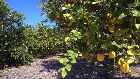 Branches with ripe yellow lemons in lemon orchard Stock Footage 106224504