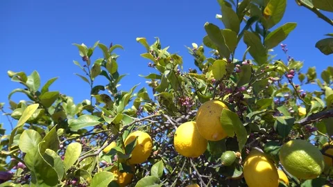 Branches with ripe yellow lemons in lemon orchard Stock Footage 106225267