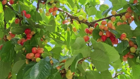 Branches with ripening cherry berries on blue sky background Stock Footage 265241055