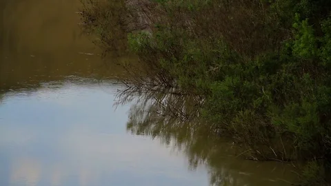 Branches in the river Stock Footage 76466701