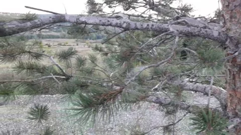 From the branches to the roots Stock Footage 160766111