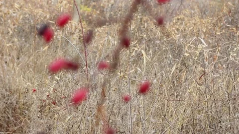 Branches with rose hips on a background of autumn grass 库存影片 164833166