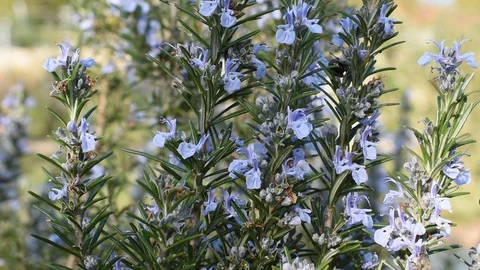 Branches of rosemary Stock Footage 128044779