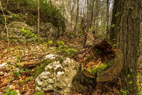 Branches of rotten trees fallen to the ground, a hiking trail leading throu.. Stock Photos