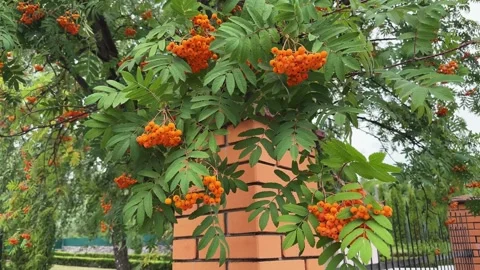 Branches of rowan with berries and leaves against brick pole Stock Footage 346473429