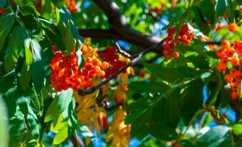 A branches of rowan with red berries background blue sky. Autumn and natural  Stock Photos